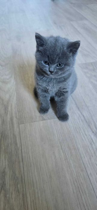 Продам котёнка. Британец. Девочка