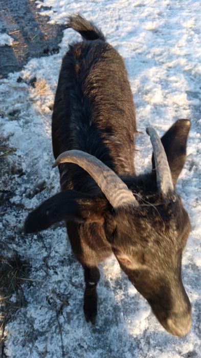 Дойная коза и козлята