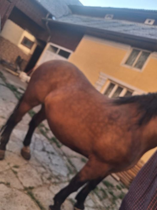 Vand iapă foarte puterincă