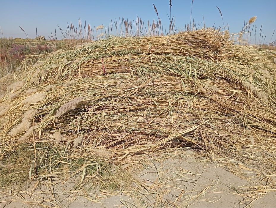 Камиш. Най сотилади.