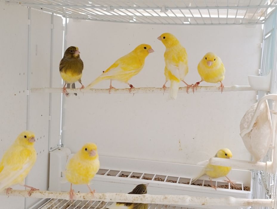 Canari Malinois Waterslager