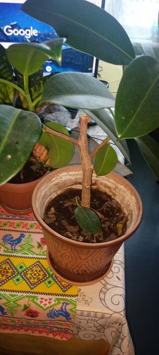 Фикус каучуконосный,