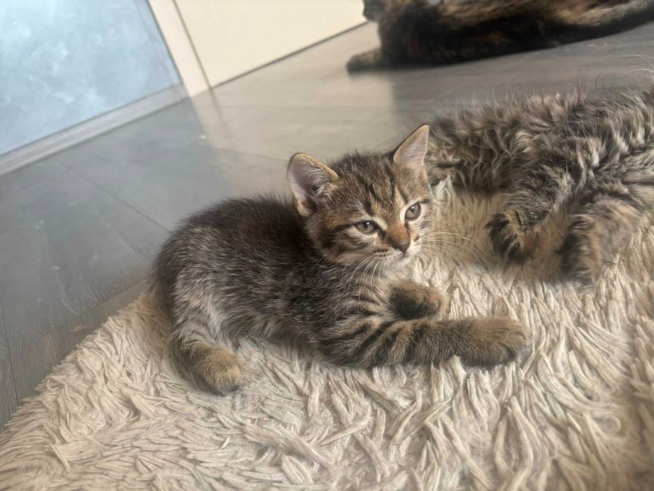 pisoi pentru adoptie