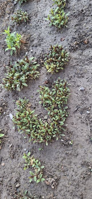 Цветы для вашего сада