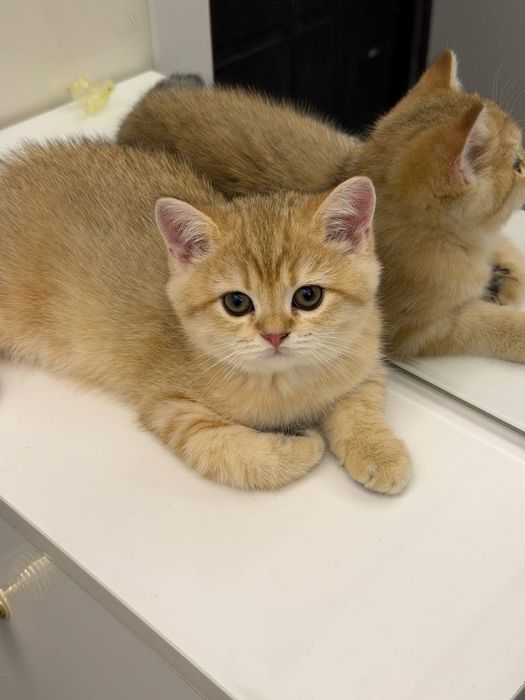 Britanski zolotiy shinshila