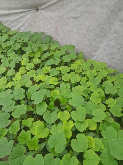 Рассада огурцов пикалино ф1