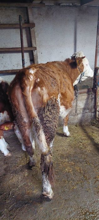 Vand 2 juninci baltata romaneasca