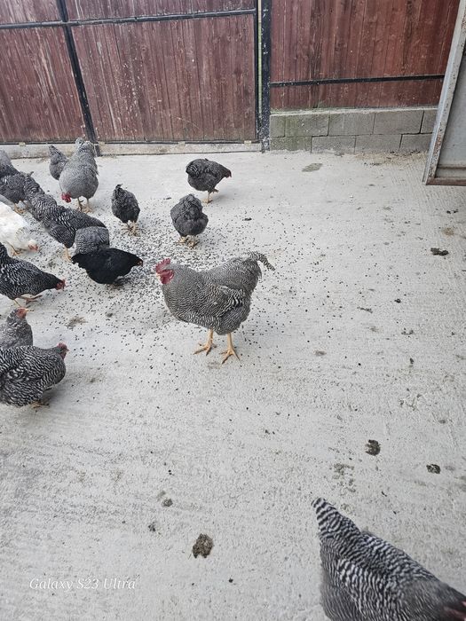 Vand oua de la gaini de rasa