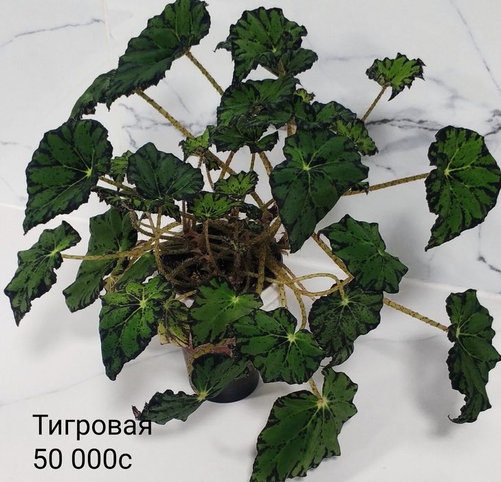Бегонии сортовые.