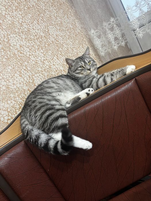 Кота на передержку