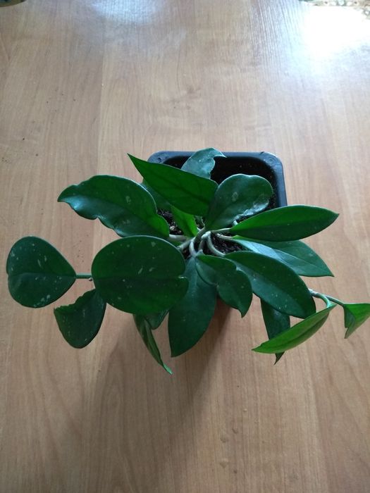 Продам Хойю "Карноза"