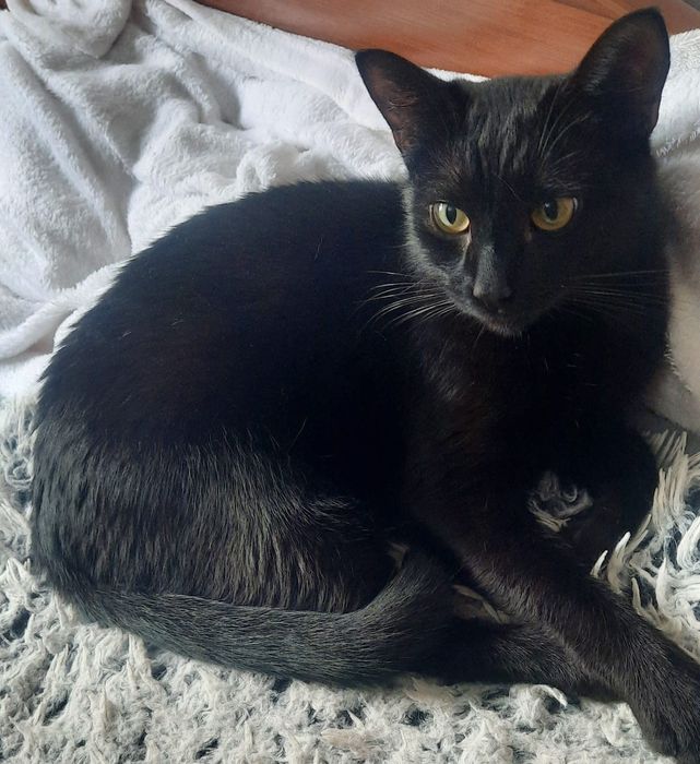 Отдам кота-добряка в добрые руки