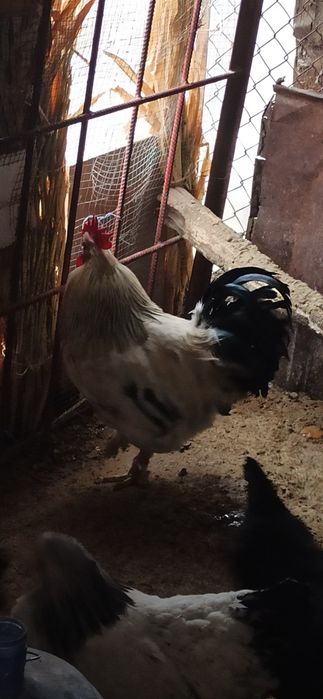 Sotiladi tetik kotta xo'roz 4 yoki 5 kg atrofida