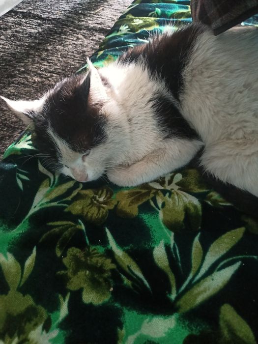 Mushuk sotiladi. 50000