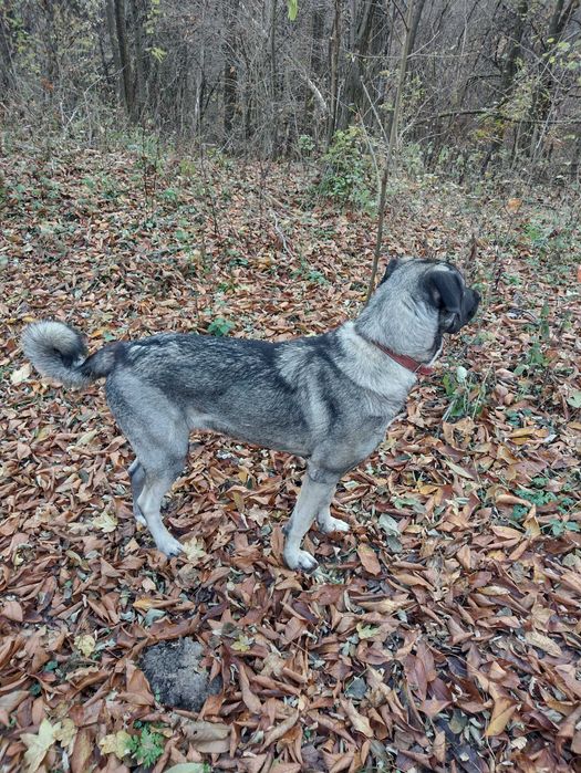 Female Kangal mix special care dog for adoption
