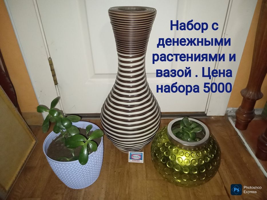Набор комнатных цветов
