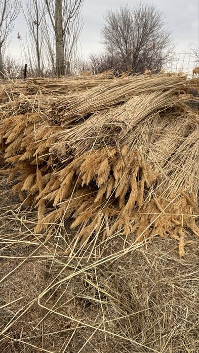 Бау камыс сатылады