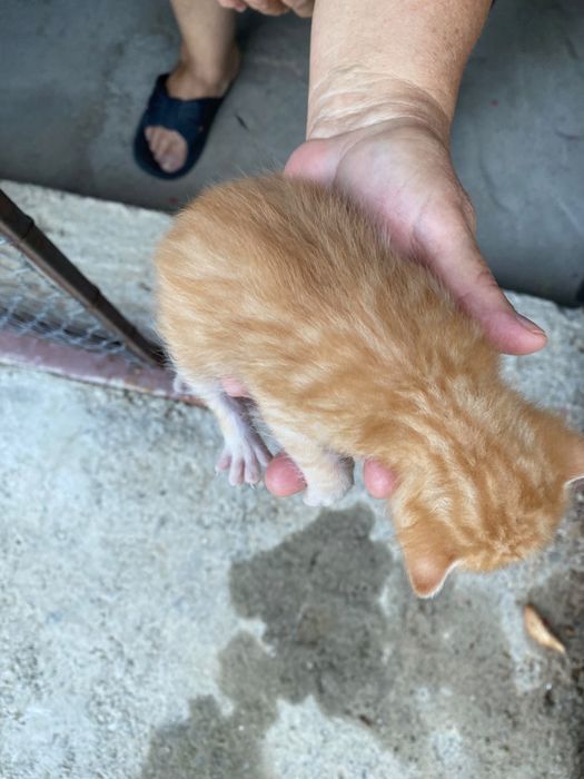 Adoptie urgenta pui pisica Cluj