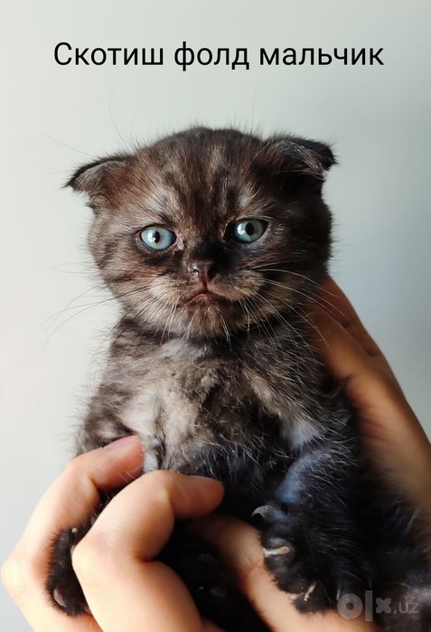 Продаю породистых котят дёшево