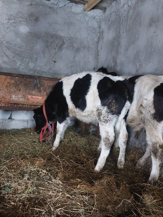 De vânzare un tăuraș și o vițea