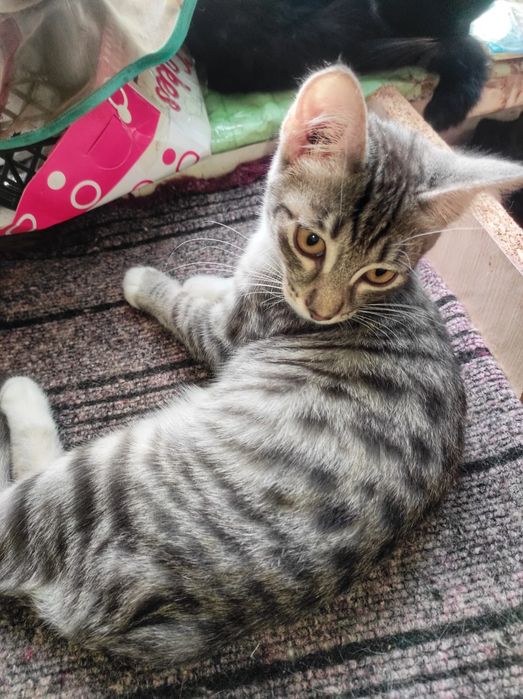 Отдадим котят в хорошие руки