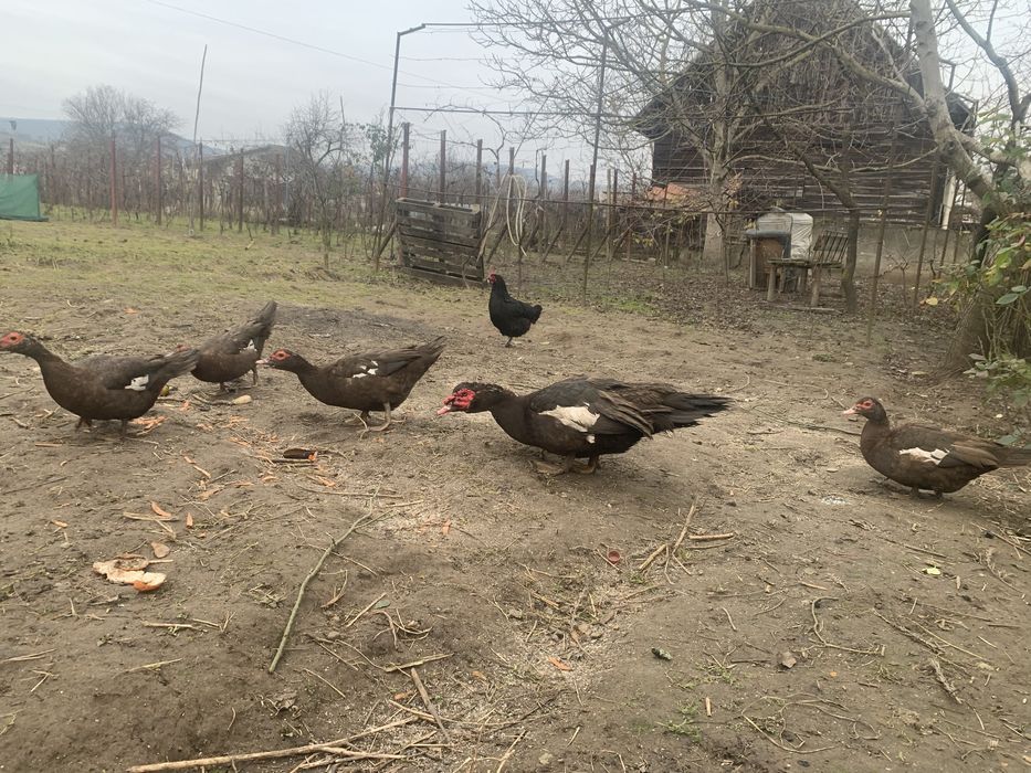 Rate lesesti ciocolatii