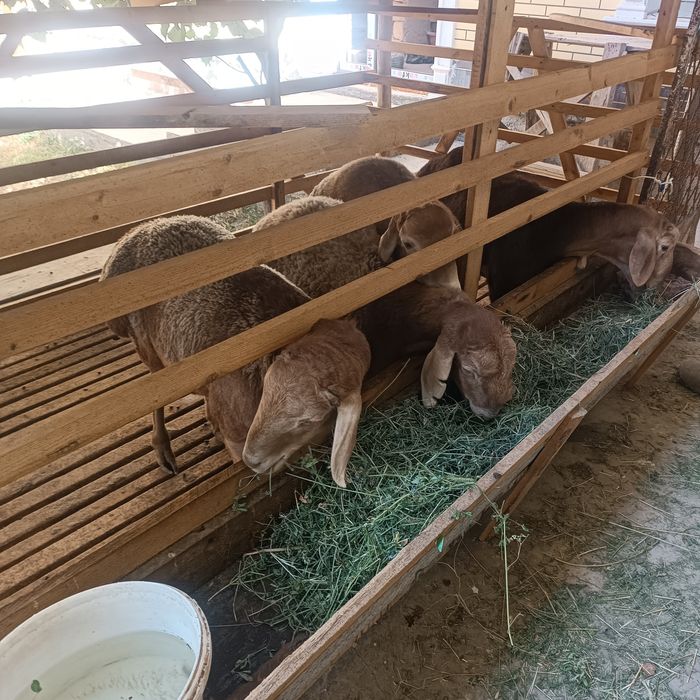 Toza xusori quylar sotiladi