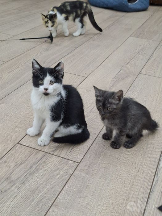 Котенок мальчик 1,5 месяца