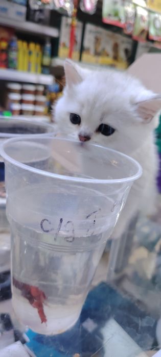 Самые милые, игривые ,умные, котятки..