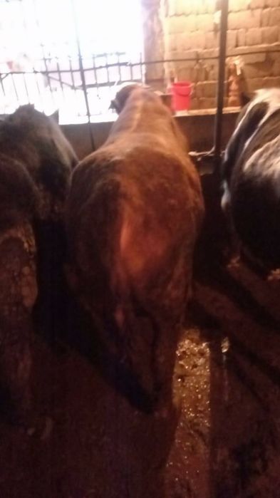 Продам бычки, буха сатылады семіз бордақы