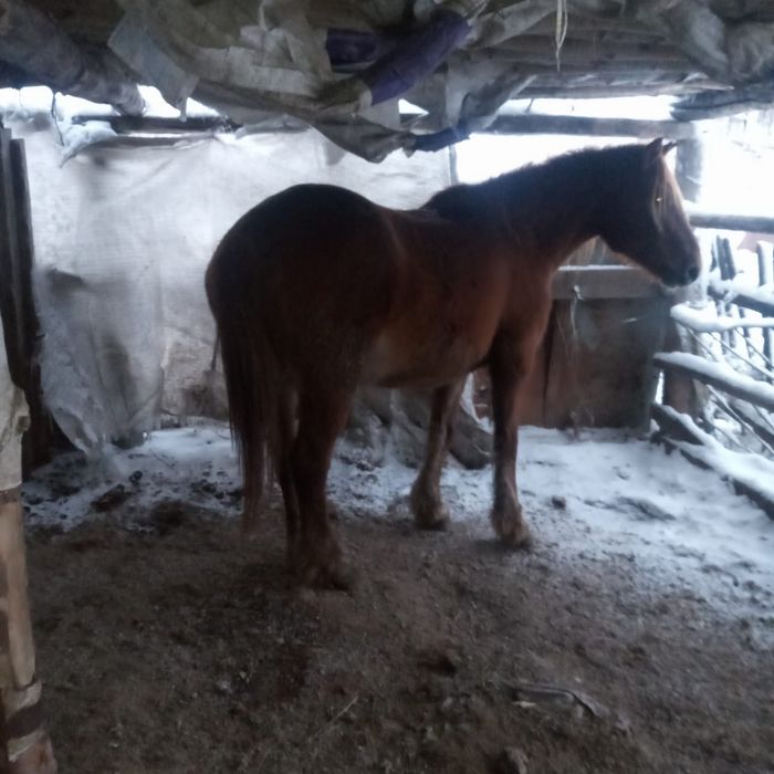 Продам лошадь на соғым