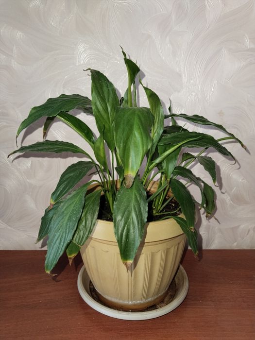 Цветок " женское счастье"