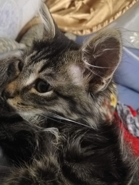 Пропал кот Пушок