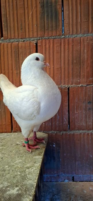 Porumbei king de vanzare