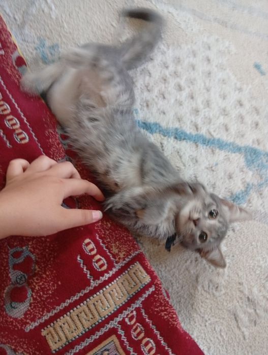 Бесплатно, отдам котенка