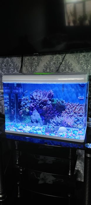 Аквариум аквариум