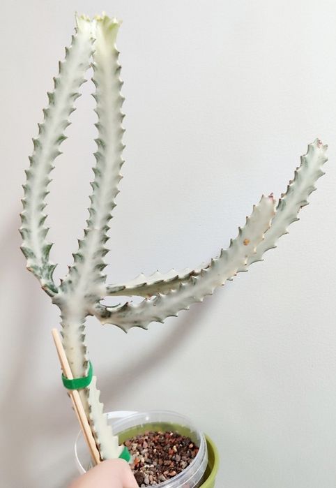 Euphorbia lactea White Ghost