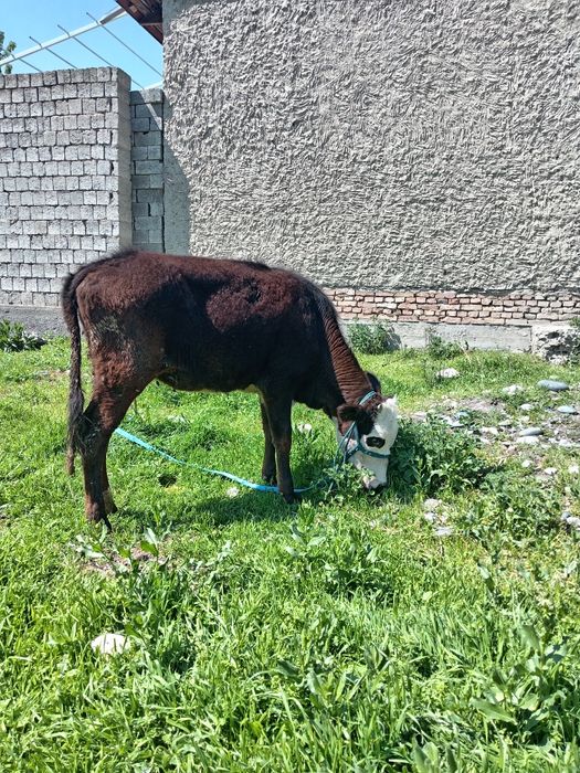 Кочарча сотилади