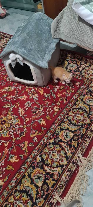 Котят в надежные руки