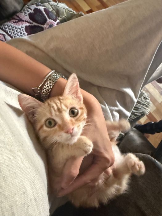 Ищет дом очаровательный котёнок!
