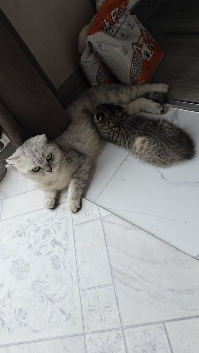 Шотландский табби шиншилла мальчик