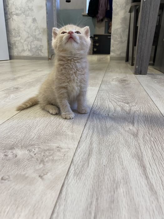 Отдам котят девочка и мальчик