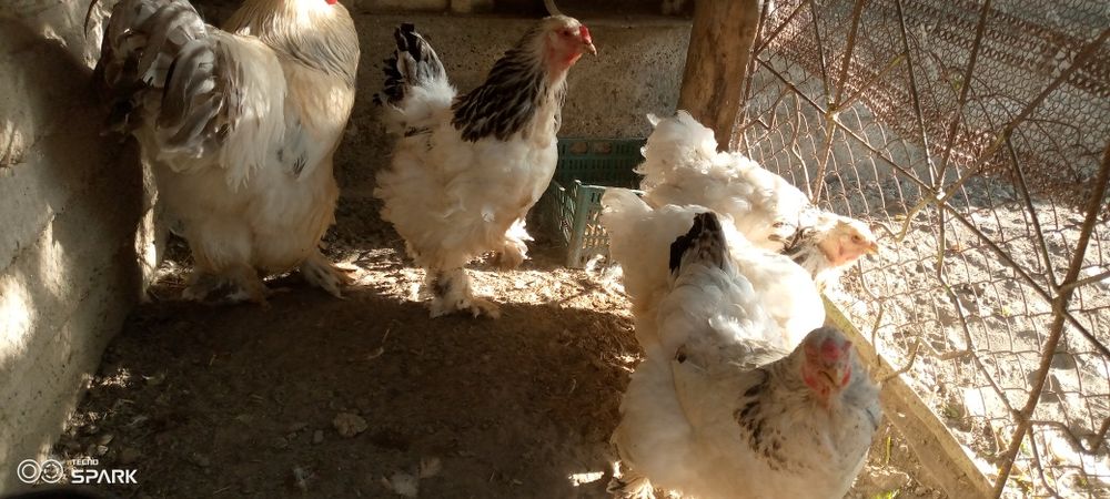 Brama tovuq va xoʻroz sotiladi