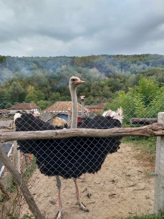 Familie de struți
