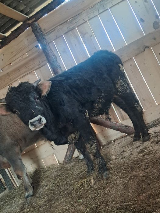 Vand 2 tauri de tinut sau sacrificat