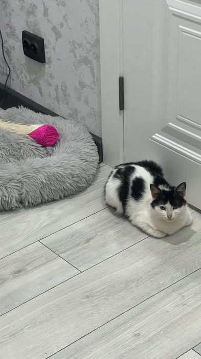 Кошка в добрые руки