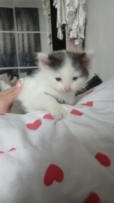 Отдам котятенка в хорошие руки