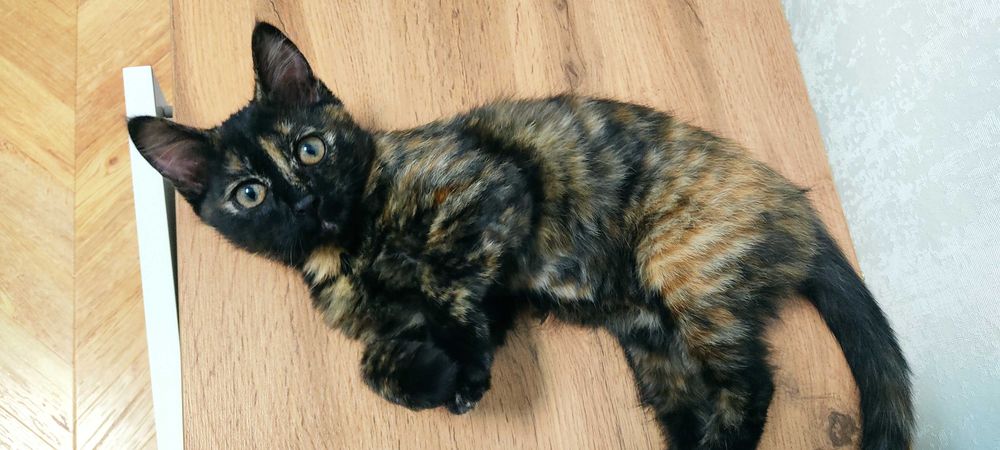 Кошка - Анфиса добрым людям