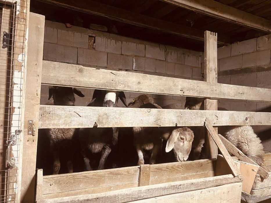 Семіз еркек тоқты