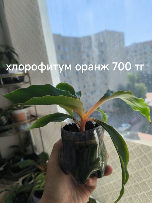 Комнатные растения